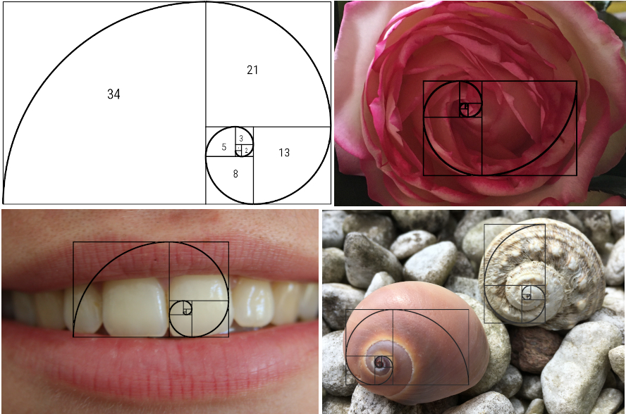 Bild mit Beispielen für die Anwendung der Fibonacci Spirale in der Natur.